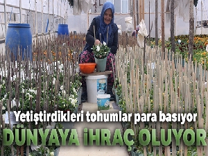 Bu köyün annelerinin yetiştirdiği çiçek tohumları para basıyor, dünyaya ihraç oluyor