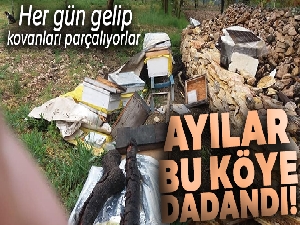 Uludağ'da ayılar bu köye dadandı...Her gün köye gelip kovanları parçalıyor