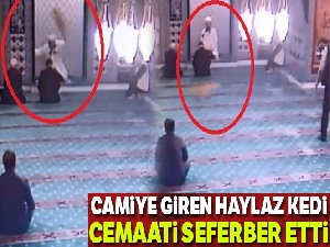 Teravih namazında camiye giren kedi cemaati seferber etti