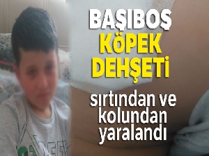 İznik'te başıboş köpek dehşeti