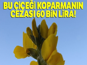 Bu çiçeği koparmanın cezası 60 bin lira