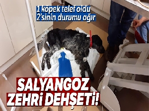Sarıyer'de salyangoz zehri dehşeti! 1 köpek telef oldu, 2'sinin durumu ağır