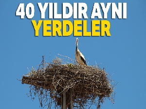 40 yıldır aynı elektrik direğinde konaklıyorlar