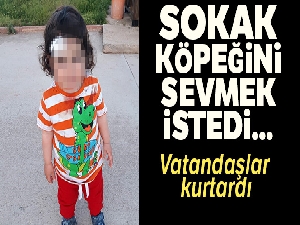 Sokak köpeği 1,5 yaşındaki çocuğa saldırdı