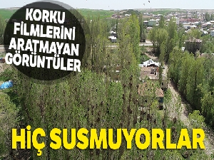 Sivas'ta korku filmlerini aratmayan görüntüler