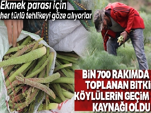 Bin 700 rakımda toplanan ışgın, köylülerin geçim kaynağı oldu
