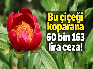 ‘Ayı Gülü'nü koparana 60 bin 163 lira ceza