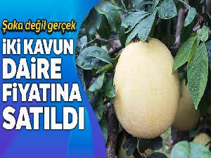 İki kavun daire fiyatına satıldı