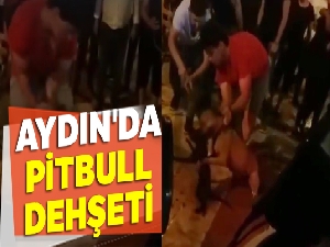 Aydın'da pitbull dehşeti