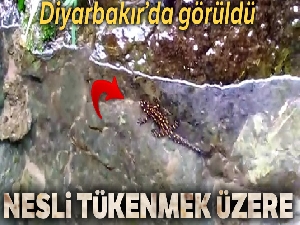 Kulp'ta benekli Anadolu semenderleri görüntülendi