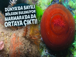 Dünyada sayılı bölgede bulunuyor, Marmara'da da çıktı