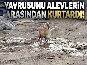 Anne köpek yavrusunu alevlerin arasından kurtardı