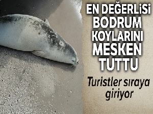 Nadir görülen beyaz fok balığı Bodrum koylarını mesken tuttu