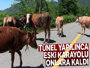 Tünel yapılınca eski karayolu büyükbaş hayvanlara kaldı