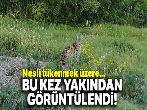 Köye gelen 'Vaşak' yakından görüntülendi