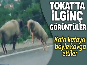 Koçların yol ortasında kafa kafaya kavgası kameralara yansıdı