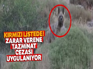 Kırmızı listede! Zarar verene tazminat cezası uygulanıyor