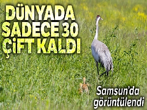 Nesli tükenme tehlikesi altındaki Anadolu dağ turnası görüntülendi