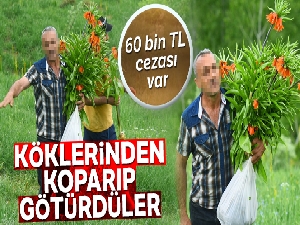 60 bin TL cezası olan laleleri koparıp götürdüler