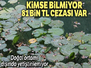Doğal ortamında büyüyor, tohumla üretilemiyor ancak cezası olduğunu kimse bilmiyor