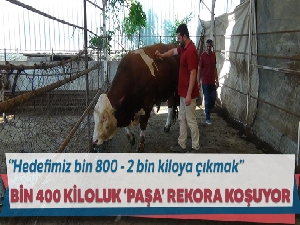 Bin 400 kiloluk boğa rekora koşuyor