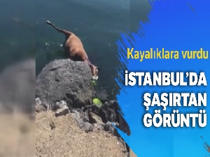 Pendik sahiline vuran ölü at görenleri şaşkına çevirdi