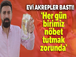 Van'da bir evi akrepler bastı