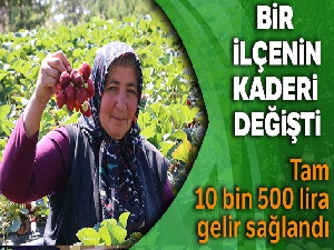 Kahramanmaraş'ta çilek hasadı