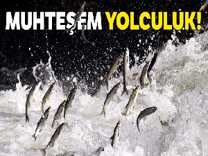 İnci kefalinin muhteşem yolculuğu