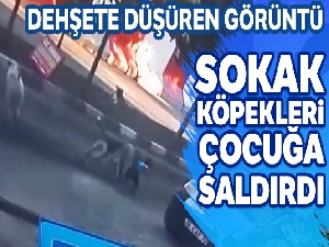 Mardin'de dehşete düşüren görüntü