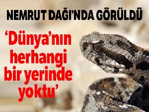 Nesli tehlikede olan yılan Nemrut Dağı'nda görüldü