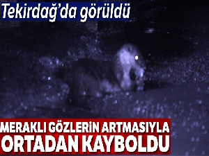 Tekirdağ'da Su Samuru bulundu