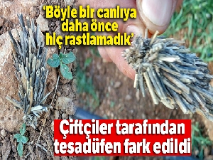 Bitki kökü sandılar 'mantolu böcek' çıktı