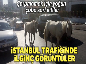Trafikte başıboş atlar sürücüleri şaşkına çevirdi