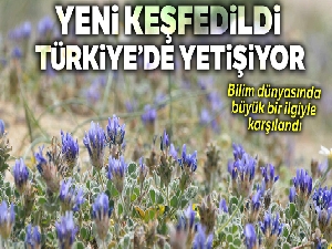 Yeni keşfedildi, Türkiye'de yetişiyor