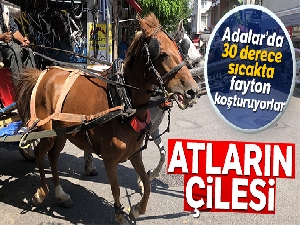 Adalar'da 30 derecede faytona koşturulan atlar yürekleri sızlatıyor