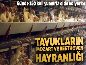 Tavukların Mozart ve Beethoven hayranlığı