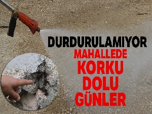 Böcek istilası başlayınca mahalleli evlerini boşalttı