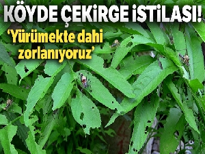 Artvin'de çekirge istilası