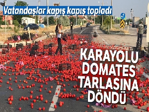 Karayolu domates tarlasına döndü