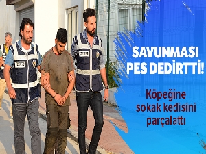 Köpeğine sokak kedisini parçalattı, ”Hayvan severim” diye kendini savundu