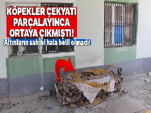 Köpeğin bulduğu altınların sahibi aranıyor
