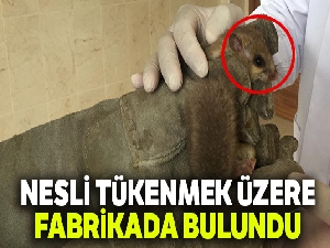 Nesli tükenmek üzere...Bir fabrikada bulundu