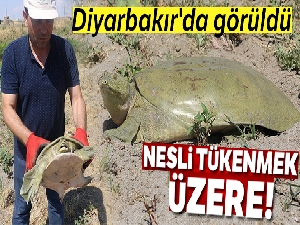 Diyarbakır'da nesli tükenmek üzere olan Fırat kaplumbağası bulundu