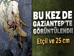 Dev çekirge bu kez Gaziantep'te görüntülendi
