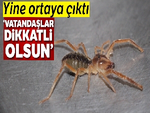 Et yiyen örümcek yine ortaya çıktı