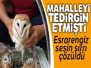 Mahalleyi tedirgin eden esrarengiz sesin sırrı çözüldü