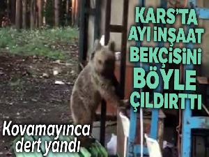 Sarıkamış'ta ayı inşaat bekçisini çıldırttı
