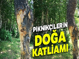 Piknikçilerin doğa katliamı