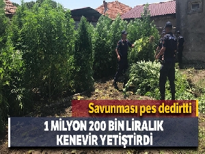 1 milyon 200 bin liralık kenevir yetiştirdi, 'içiciyim' dedi